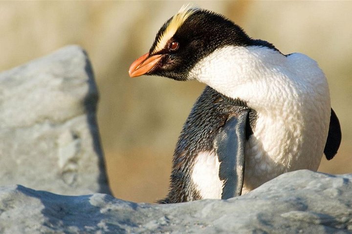 Tour met kleine groepen naar Milford Sound vanuit Queenstown met schilderachtige cruise en lunch, foto 18 | wizardtrip