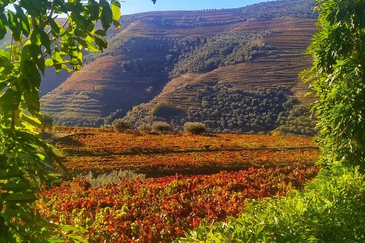 Ganztägige Weintour im Douro-Tal ab Porto mit Weinproben, Bootsfahrt und Mittagessen, Foto 13 | wizardtrip