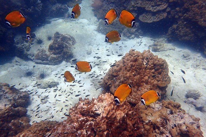 Lyxyachttur som utforskar Ang Thong Marine Park, Thailand, med kajak och snorkling, foto 8 | wizardtrip