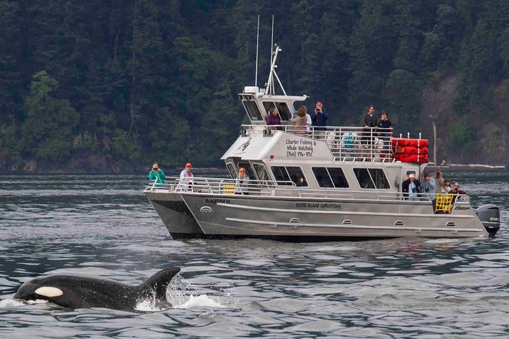 Whale Watching Tour from Anacortes | wizardtrip