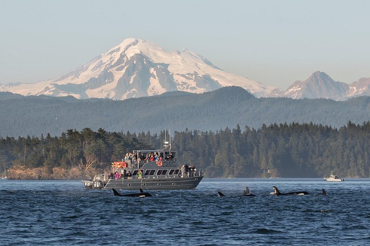 Orcas Island Whale Watching | wizardtrip