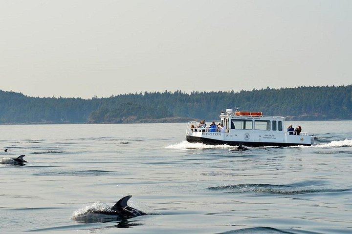 Valsafari på en snabb båt i San Juan Islands, USA, foto 6 | wizardtrip