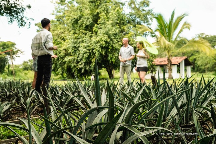 Tequila proeverij en chocolade combinatie op de historische Finca 18 ranch in Puerto Vallarta, Mexico, foto 16 | wizardtrip