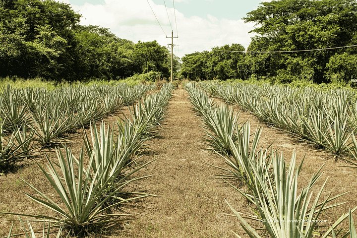 Tequila proeverij en chocolade combinatie op de historische Finca 18 ranch in Puerto Vallarta, Mexico, foto 17 | wizardtrip