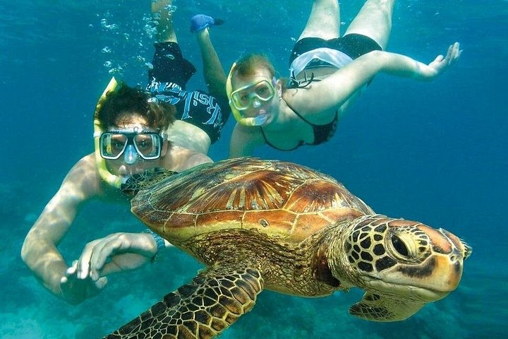 Boottocht met glazen bodem op Barbados met schildpadden voeren, scheepswrak snorkelen en rifverkenning, foto 7 | wizardtrip