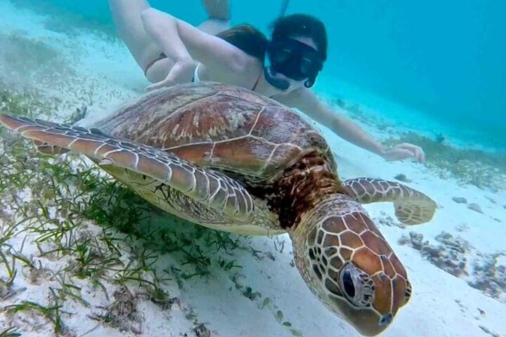 Boottocht met glazen bodem op Barbados met schildpadden voeren, scheepswrak snorkelen en rifverkenning, foto 8 | wizardtrip
