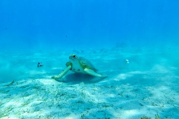 Boottocht met glazen bodem op Barbados met schildpadden voeren, scheepswrak snorkelen en rifverkenning, foto 11 | wizardtrip