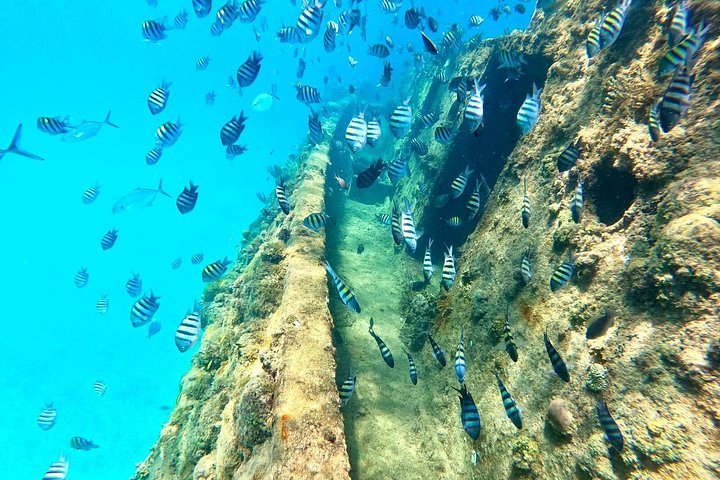 Boottocht met glazen bodem op Barbados met schildpadden voeren, scheepswrak snorkelen en rifverkenning, foto 12 | wizardtrip