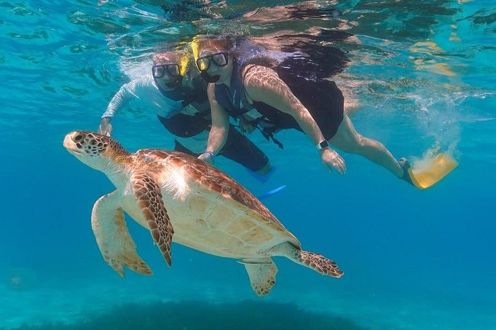 Boottocht met glazen bodem op Barbados met schildpadden voeren, scheepswrak snorkelen en rifverkenning, foto 17 | wizardtrip