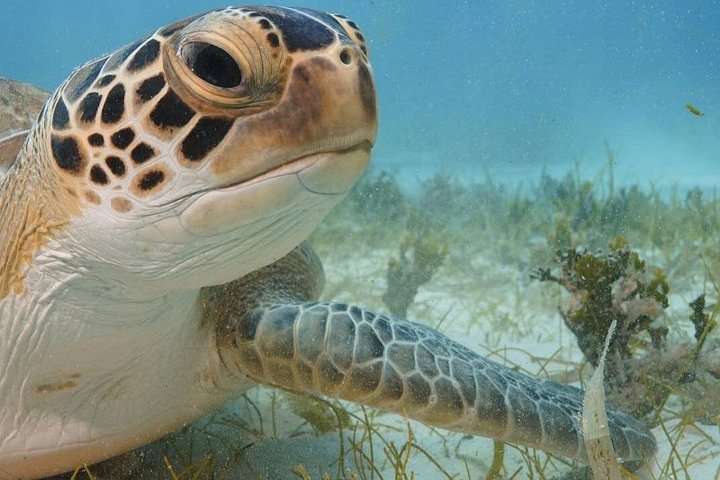 Boottocht met glazen bodem op Barbados met schildpadden voeren, scheepswrak snorkelen en rifverkenning, foto 18 | wizardtrip