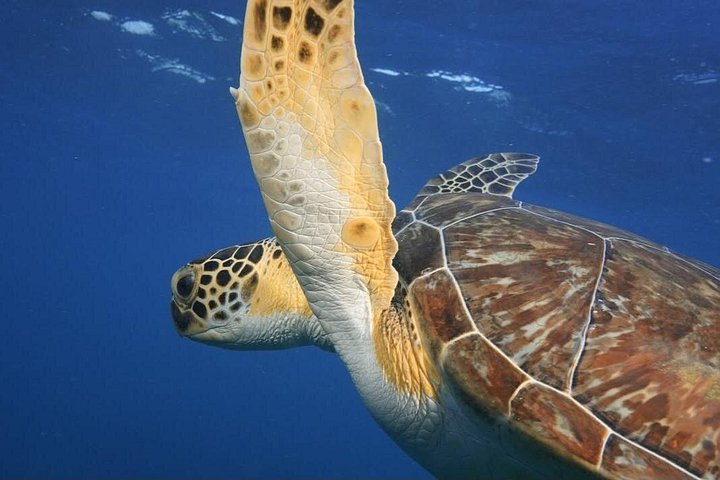 Boottocht met glazen bodem op Barbados met schildpadden voeren, scheepswrak snorkelen en rifverkenning, foto 19 | wizardtrip