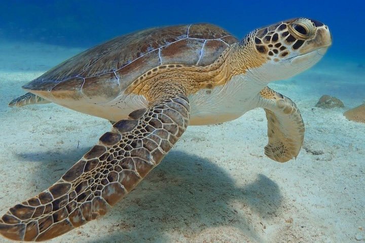 Boottocht met glazen bodem op Barbados met schildpadden voeren, scheepswrak snorkelen en rifverkenning, foto 20 | wizardtrip