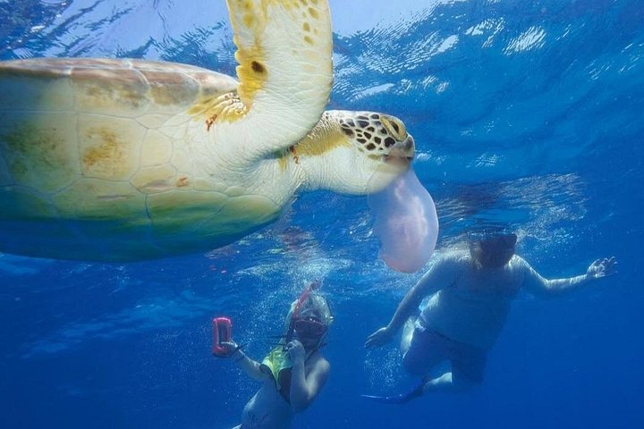 Boottocht met glazen bodem op Barbados met schildpadden voeren, scheepswrak snorkelen en rifverkenning, foto 21 | wizardtrip