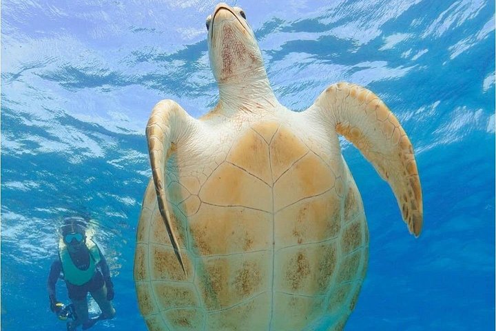 Boottocht met glazen bodem op Barbados met schildpadden voeren, scheepswrak snorkelen en rifverkenning, foto 22 | wizardtrip