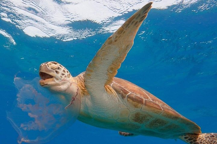 Boottocht met glazen bodem op Barbados met schildpadden voeren, scheepswrak snorkelen en rifverkenning, foto 23 | wizardtrip