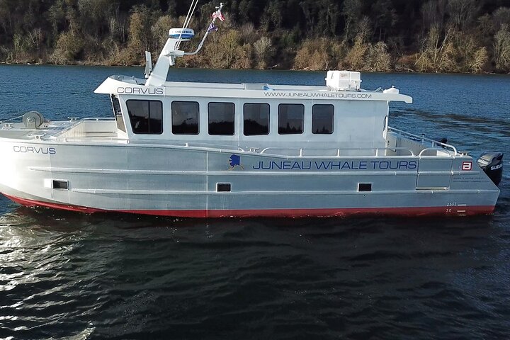 3,5 timers hvalsafari i Juneau, Alaska – unngå folkemengdene | wizardtrip