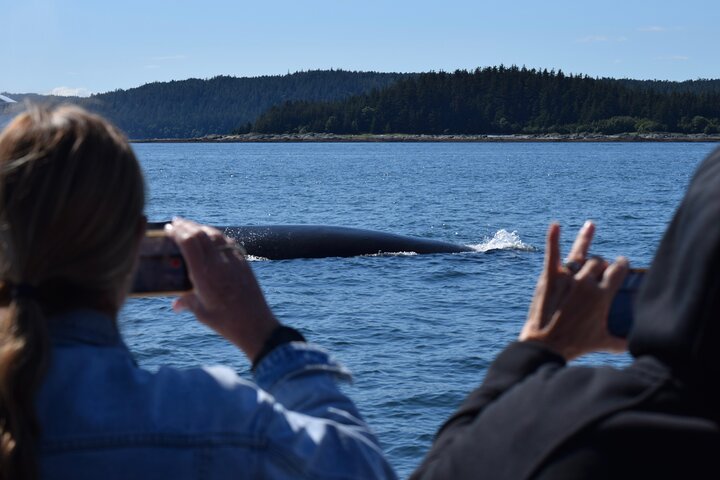 Valskådningstur i Juneau, Alaska, ombord på en katamaran med möjligheter att se djurliv, foto 6 | wizardtrip