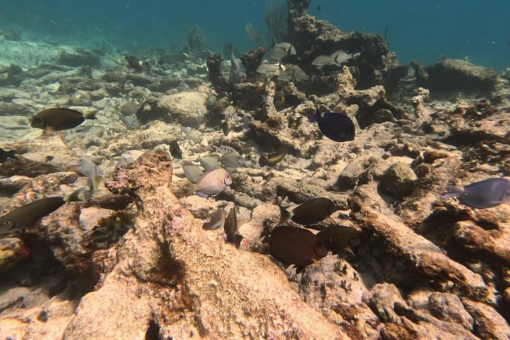 Katamarantur til Prickly Pear Islands fra St. Maarten, med snorkling og lunsj, foto 8 | wizardtrip