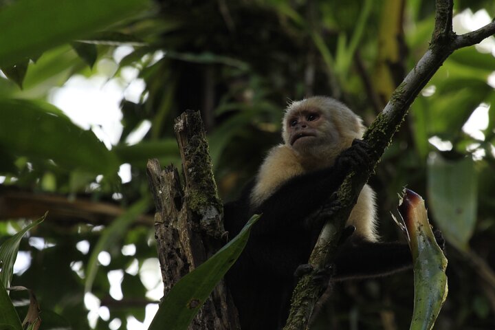 Combo tour of Arenal Volcano, hanging bridges, and La Fortuna waterfall in Costa Rica, photo 8 | wizardtrip
