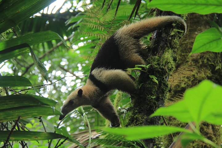 Combo tour of Arenal Volcano, hanging bridges, and La Fortuna waterfall in Costa Rica, photo 15 | wizardtrip