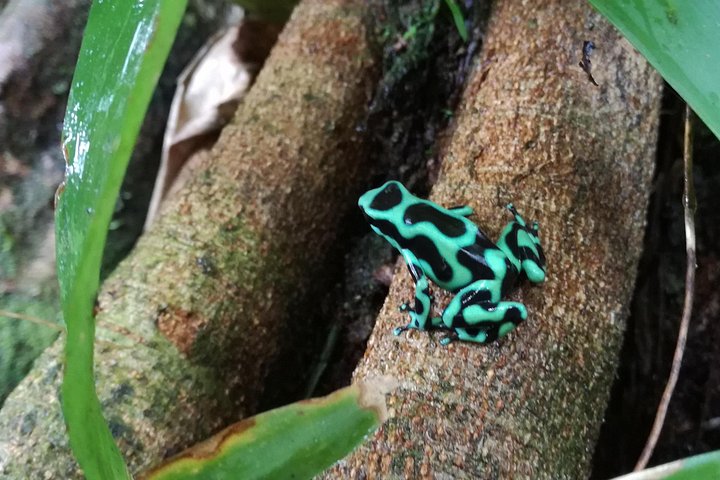 Begeleide luiaardkijk tour in La Fortuna, Costa Rica, met wilde dieren uit het regenwoud, foto 7 | wizardtrip