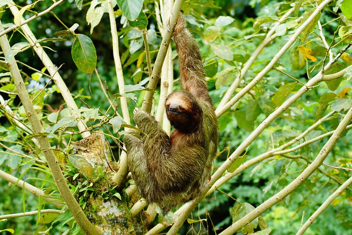 Begeleide luiaardkijk tour in La Fortuna, Costa Rica, met wilde dieren uit het regenwoud, foto 8 | wizardtrip