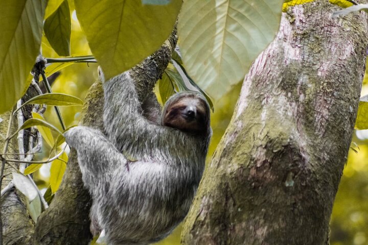 Begeleide luiaardkijk tour in La Fortuna, Costa Rica, met wilde dieren uit het regenwoud, foto 10 | wizardtrip