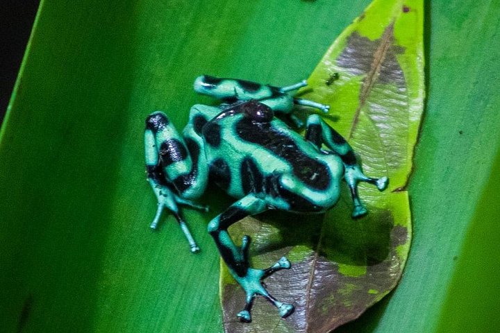 Begeleide luiaardkijk tour in La Fortuna, Costa Rica, met wilde dieren uit het regenwoud, foto 12 | wizardtrip
