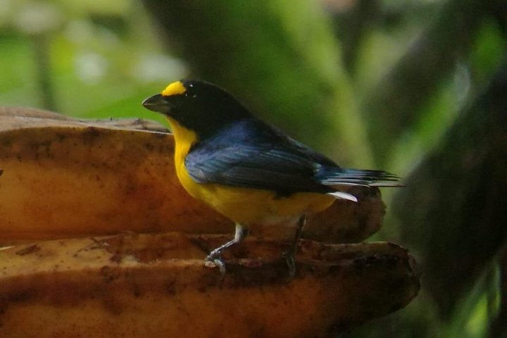 Upplev sengångarskådning, kaffe-, choklad- och sockerrörsprovning i La Fortuna, Costa Rica, foto 6 | wizardtrip