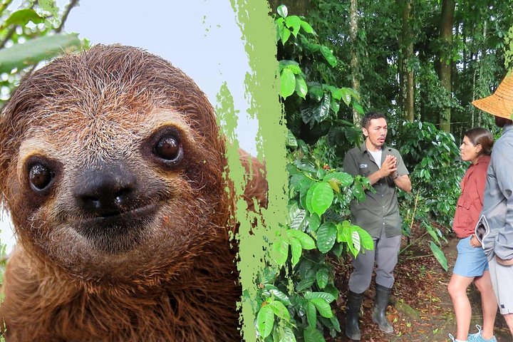 Upplev sengångarskådning, kaffe-, choklad- och sockerrörsprovning i La Fortuna, Costa Rica, foto 13 | wizardtrip