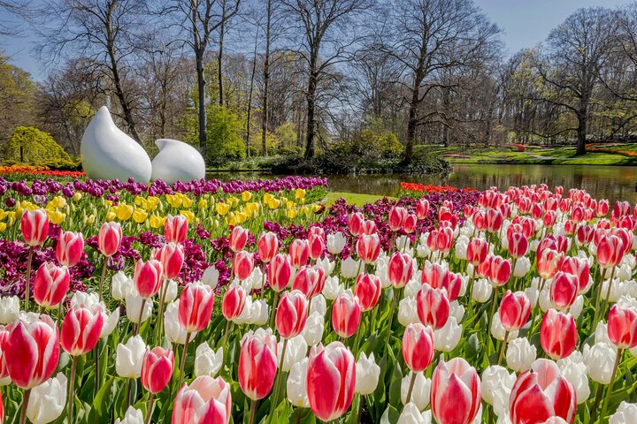 アムステルダム近郊のキューケンホフ公園でのシャトルバスと色鮮やかな花畑、写真7 | wizardtrip