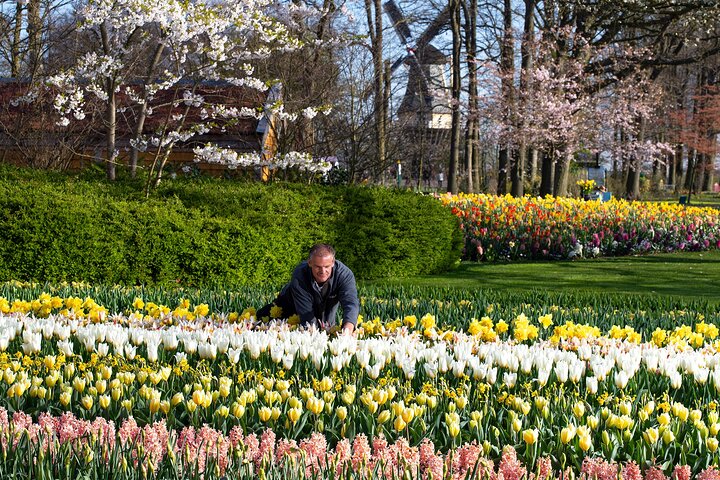 アムステルダム近郊のキューケンホフ公園でのシャトルバスと色鮮やかな花畑、写真8 | wizardtrip