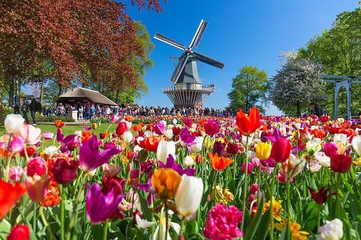 アムステルダム近郊のキューケンホフ公園でのシャトルバスと色鮮やかな花畑、写真11 | wizardtrip