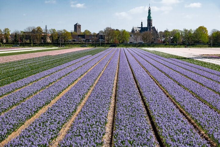 アムステルダム近郊のキューケンホフ公園でのシャトルバスと色鮮やかな花畑、写真15 | wizardtrip
