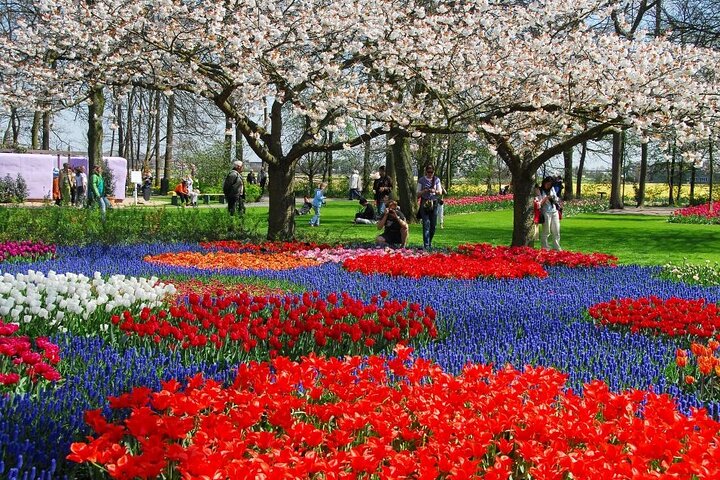 アムステルダム近郊のキューケンホフ公園でのシャトルバスと色鮮やかな花畑、写真17 | wizardtrip