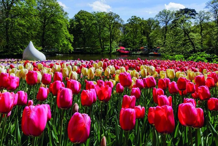 アムステルダム近郊のキューケンホフ公園でのシャトルバスと色鮮やかな花畑、写真18 | wizardtrip