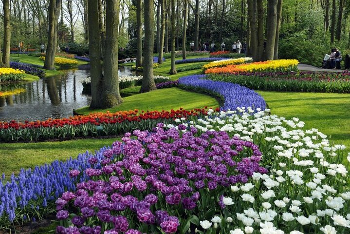 アムステルダム近郊のキューケンホフ公園でのシャトルバスと色鮮やかな花畑、写真19 | wizardtrip
