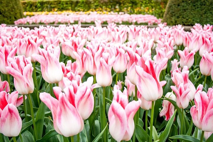 アムステルダム近郊のキューケンホフ公園でのシャトルバスと色鮮やかな花畑、写真22 | wizardtrip