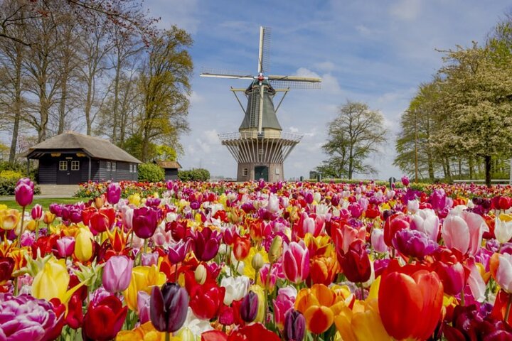 アムステルダム近郊のキューケンホフ公園でのシャトルバスと色鮮やかな花畑、写真23 | wizardtrip