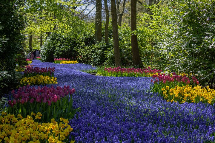 アムステルダム近郊のキューケンホフ公園でのシャトルバスと色鮮やかな花畑、写真24 | wizardtrip