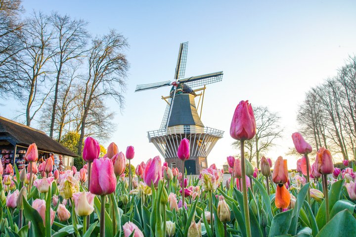 アムステルダム近郊のキューケンホフ公園でのシャトルバスと色鮮やかな花畑、写真26 | wizardtrip