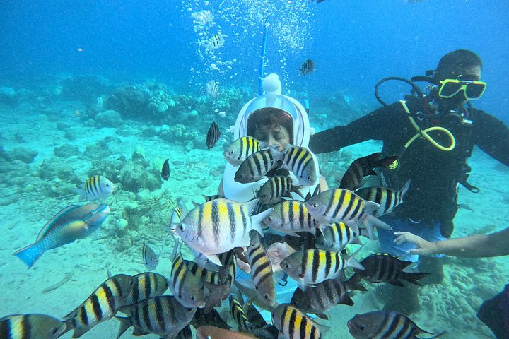 Ervaar een onderwater helmwandeling op de oceaanbodem in Curaçao en observeer het zeeleven, foto 35 | wizardtrip