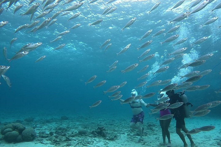 Ervaar een onderwater helmwandeling op de oceaanbodem in Curaçao en observeer het zeeleven, foto 50 | wizardtrip