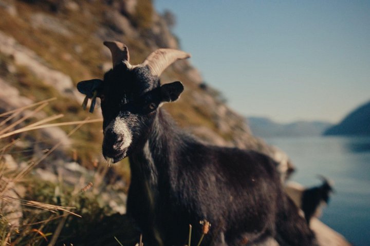 Opwindende RIB-boottocht door Noorwegens Lysefjord, met Preikestolen en adembenemende natuurlandschappen, foto 8 | wizardtrip