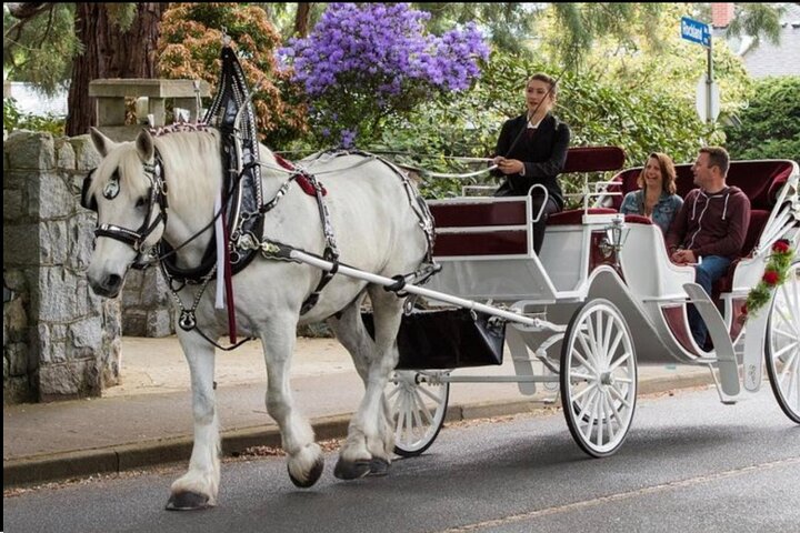 Official Private NYC Central Park Horse Carriage Ride Since 1970™ | wizardtrip