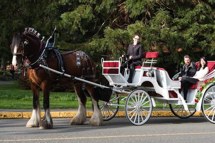 Enjoy a romantic horse-drawn carriage ride through New York's Central Park, a classic city attraction, photo 10 | wizardtrip