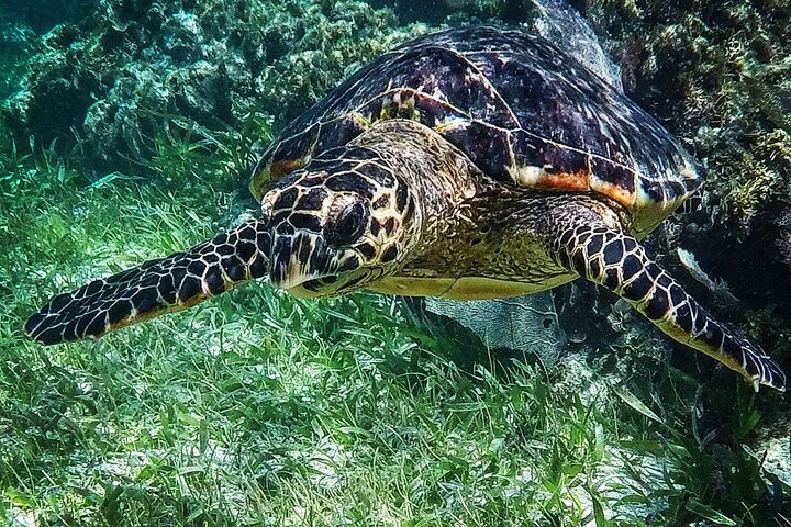 Plongée avec tuba guidée à Puerto Morelos, Mexique | wizardtrip