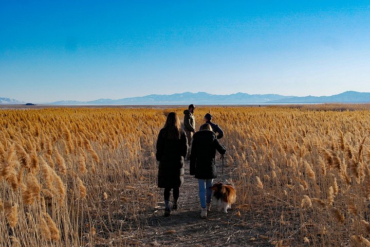 Wildlife- en zonsondergangtour bij Great Salt Lake, Utah, foto 8 | wizardtrip