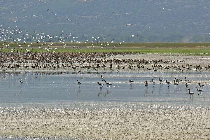 Wildlife- en zonsondergangtour bij Great Salt Lake, Utah, foto 10 | wizardtrip