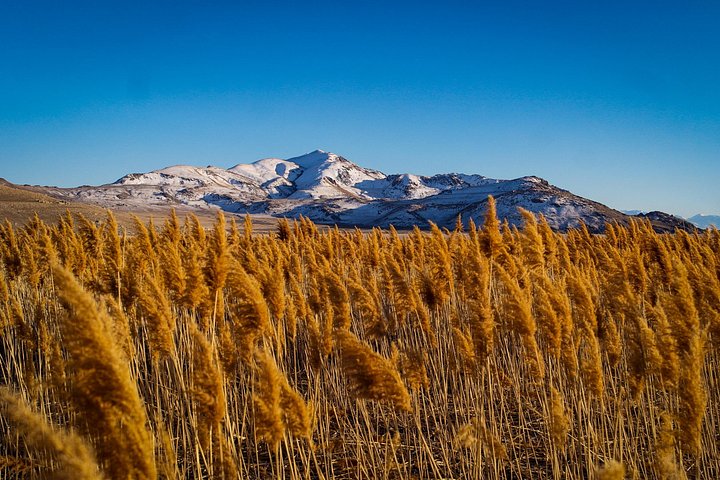Wildlife- en zonsondergangtour bij Great Salt Lake, Utah, foto 15 | wizardtrip